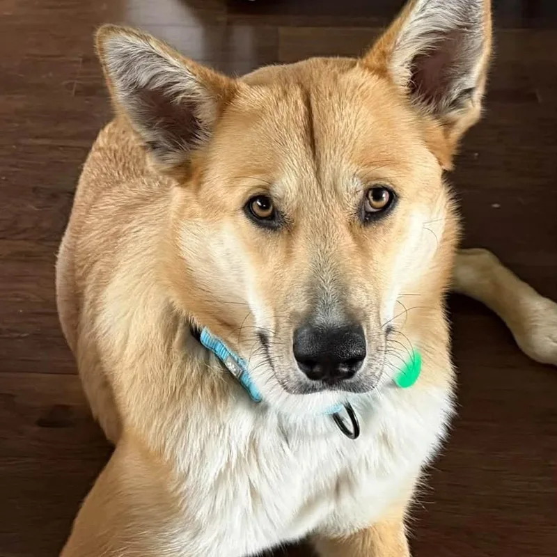 An adult medium-sized female Yellow / Tan / Blond / Fawn Mixed Breed dog named Sonia for adoption in Buffalo, MN