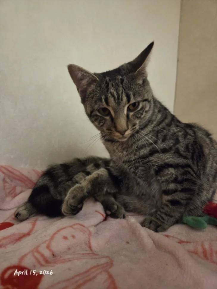A young small-sized female Domestic Short Hair cat named Milky Way for adoption in Hagerstown, MD