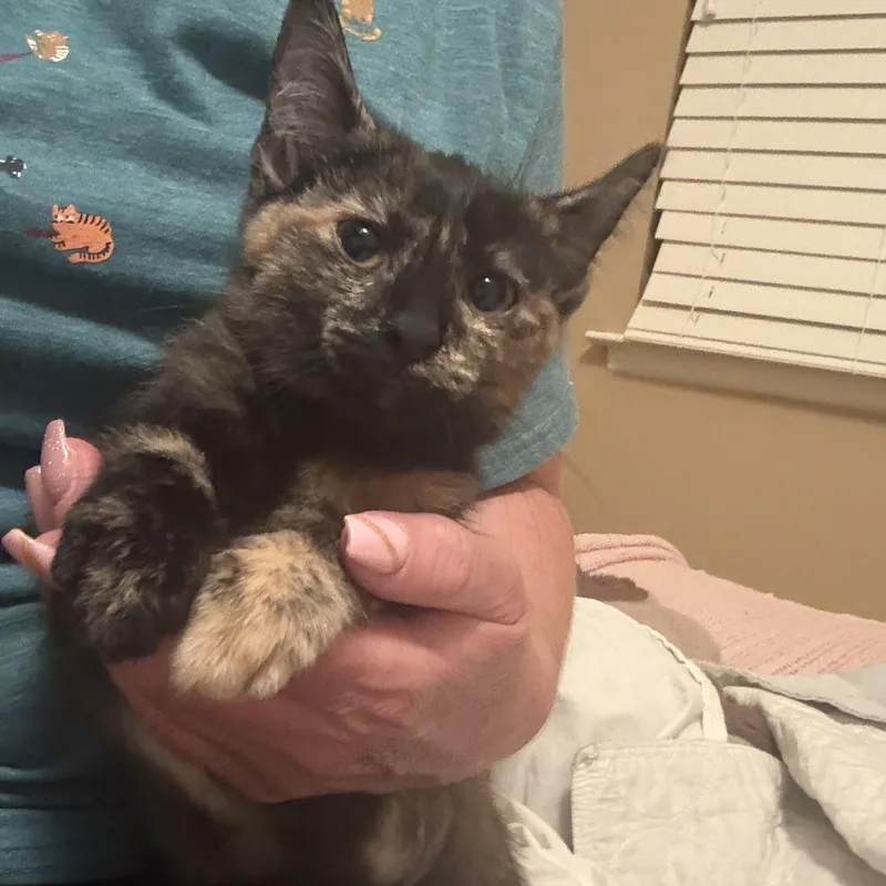A baby medium-sized female Tortoiseshell Domestic Short Hair cat named Winnie for adoption in Oceanside, CA