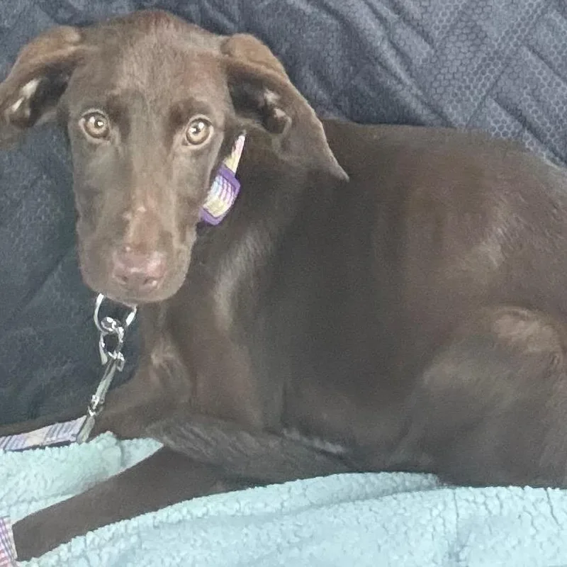 A baby medium-sized female Brown / Chocolate Hound dog named Muffin for adoption in Enterprise, AL