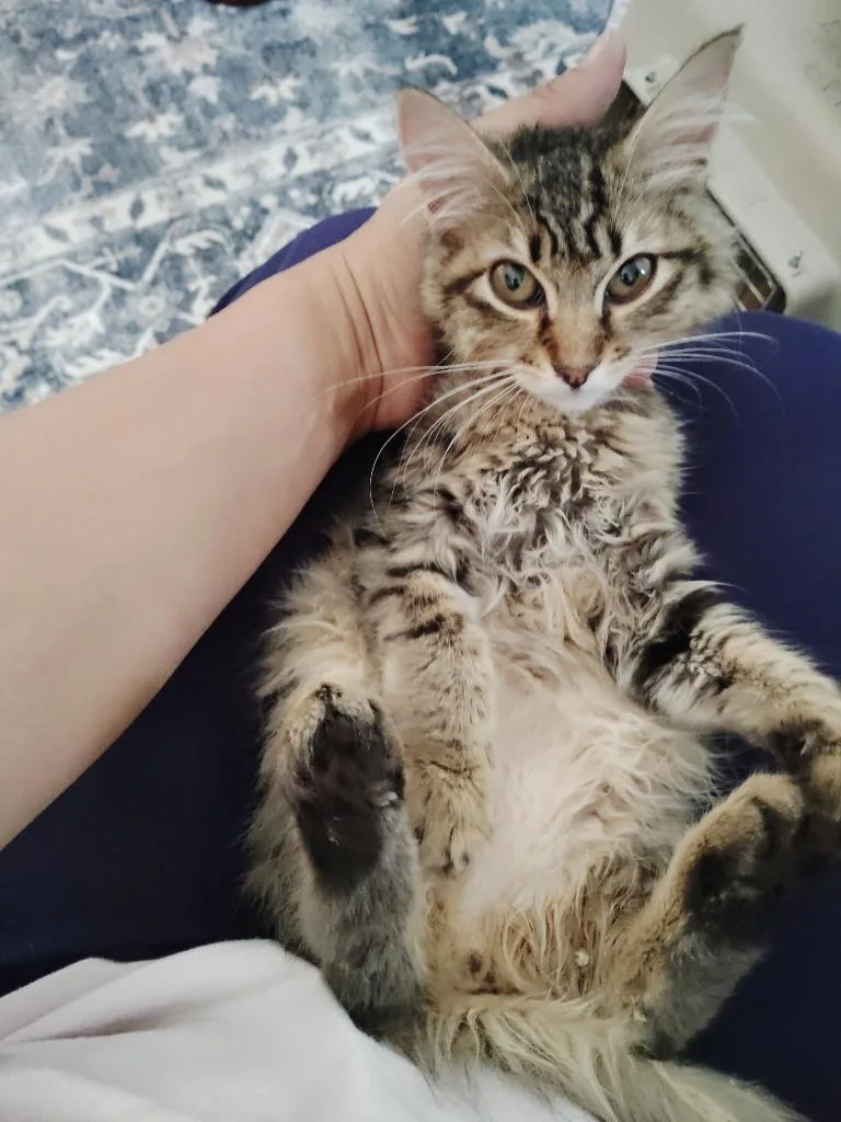 A baby large-sized female Domestic Medium Hair cat named Mitzy for adoption in San Jacinto, CA