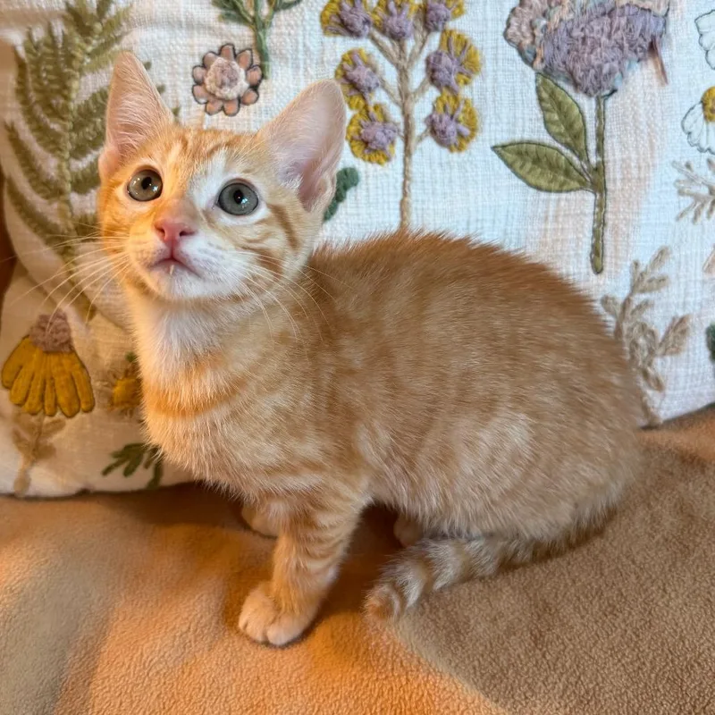 A baby small-sized male Orange / Red Domestic Short Hair cat named Katniss for adoption in Flower Mound, TX