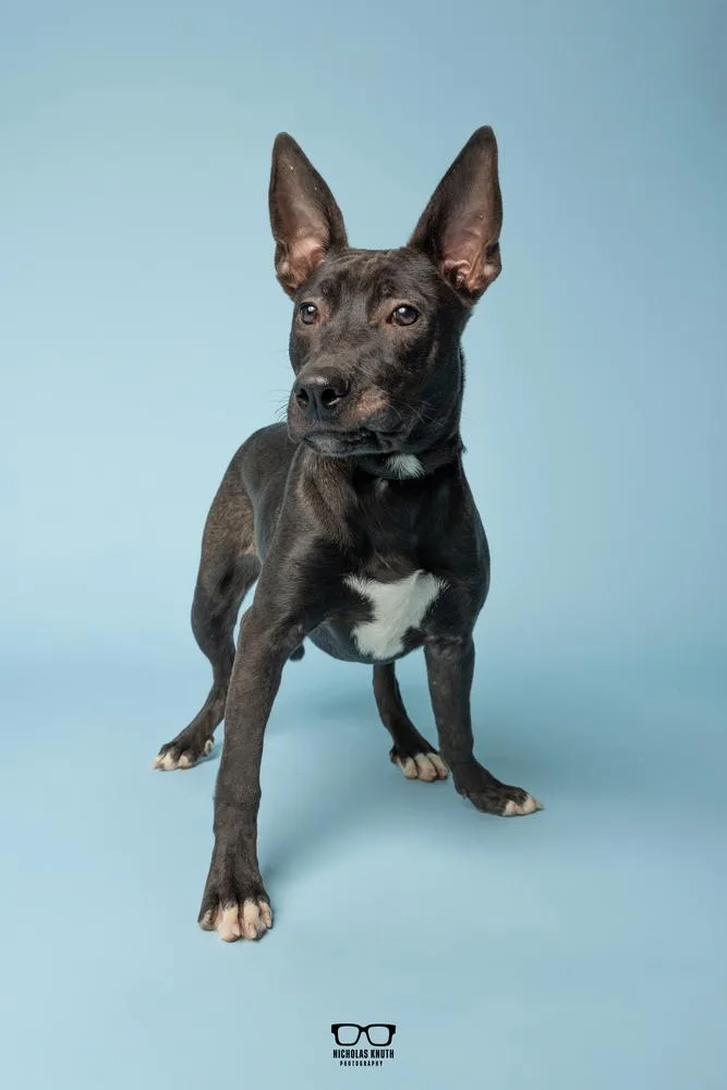 A young medium-sized female Black German Shepherd Dog dog named Lark for adoption in Palatine, IL