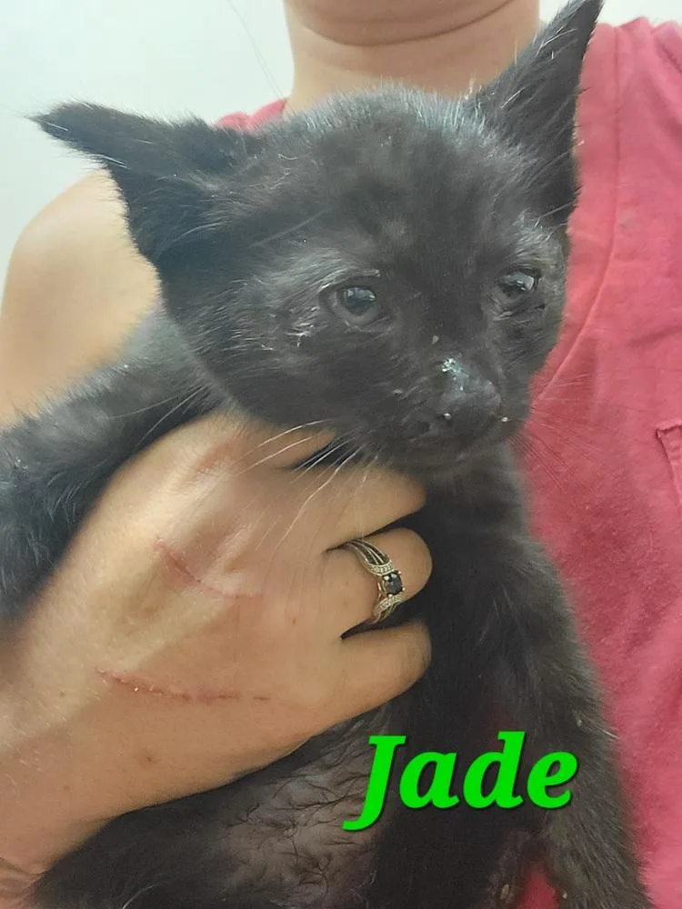 A baby small-sized female Black Domestic Short Hair cat named Jade for adoption in Lorain, OH