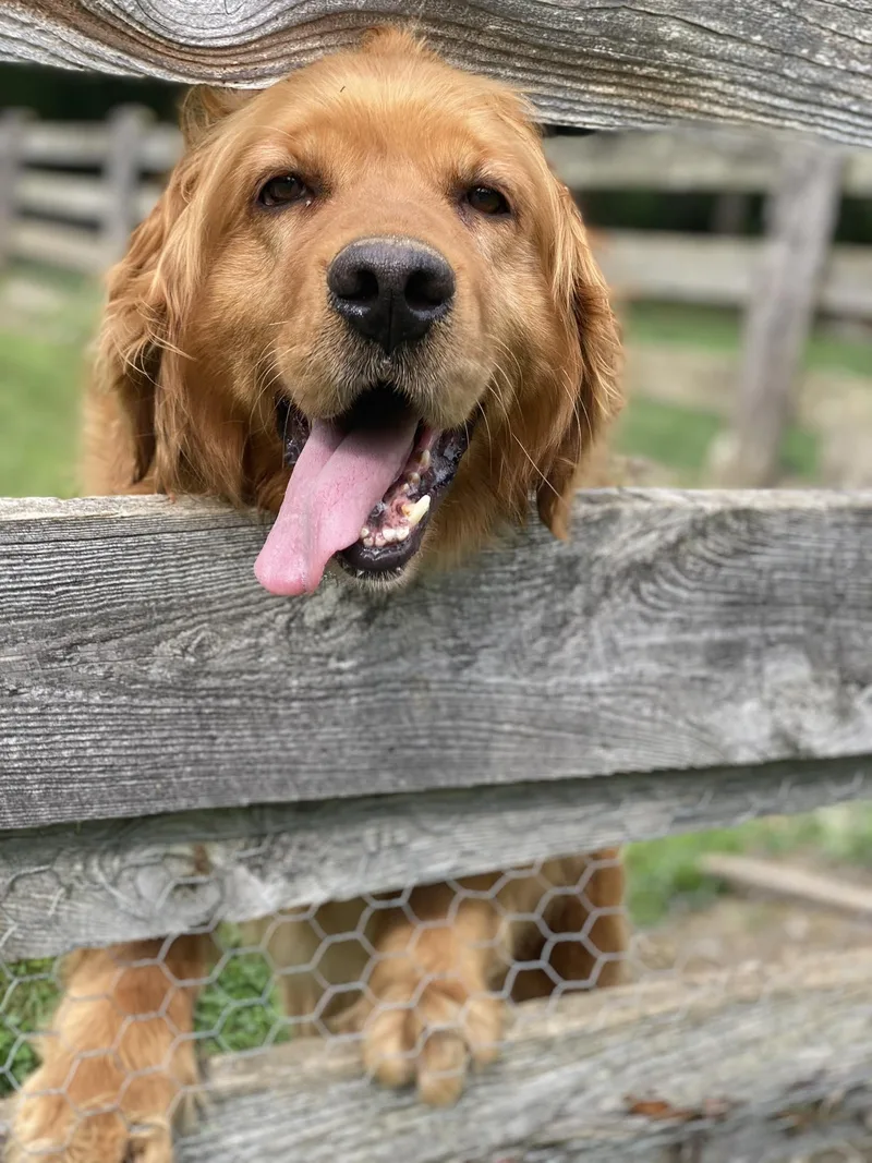 An adult large-sized female Golden Retriever dog named Mia for adoption in Lewistown, PA