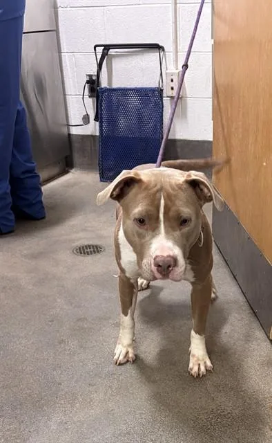 A young medium-sized female Pit Bull Terrier dog named Lulu for adoption in Upper Marlboro, MD
