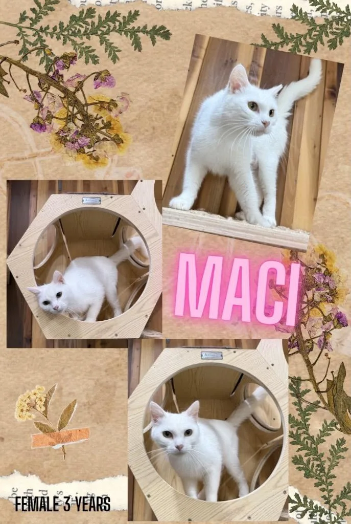 Maci thumbnail 3