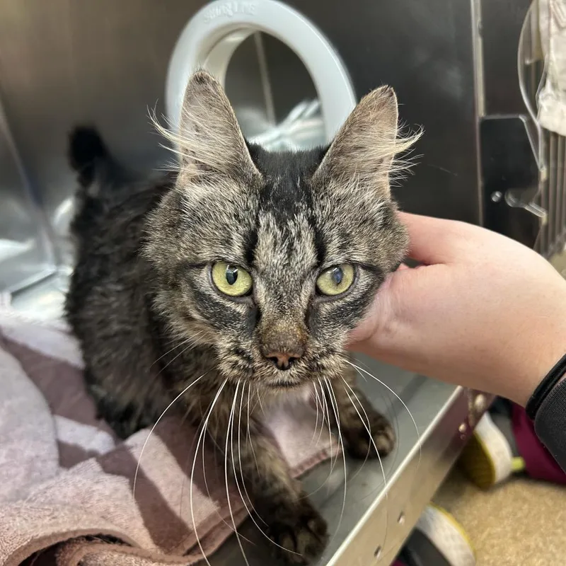 An adult medium-sized female Domestic Medium Hair cat named Miss Muffet for adoption in Bristol, IN