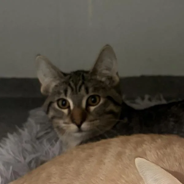 A young medium-sized male Domestic Short Hair cat named Kent Bonded Buddy With for adoption in Des Moines, IA