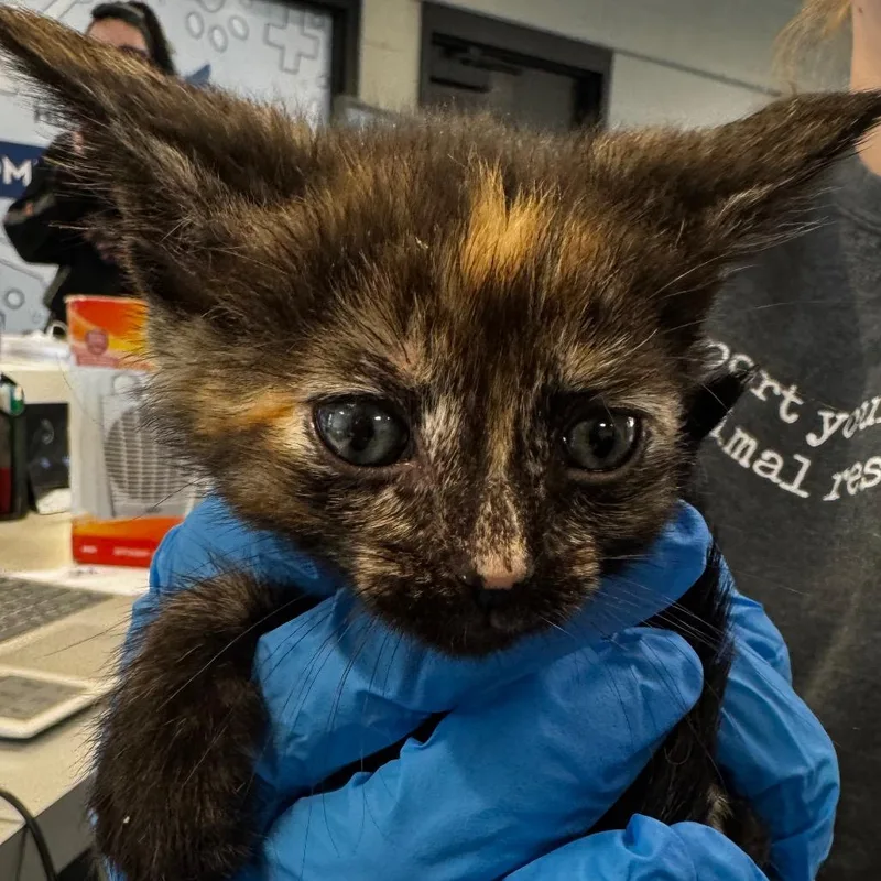 A baby small-sized female Tortoiseshell Domestic Short Hair cat named Princess Purrdita for adoption in Allentown, PA