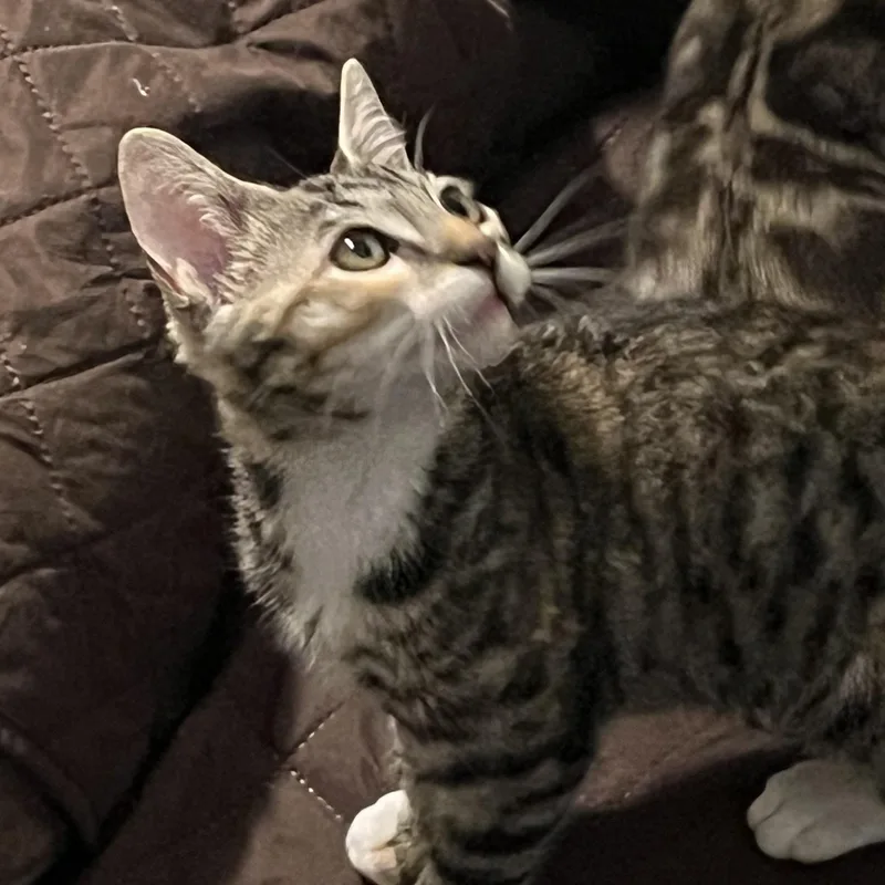 A baby medium-sized female Tabby (Buff / Tan / Fawn) Tabby cat named Annie for adoption in Monrovia , CA
