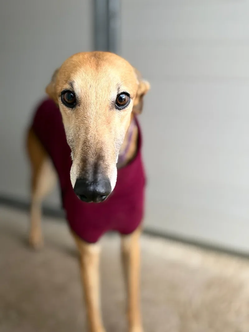 A young medium-sized male Galgo Spanish Greyhound dog named Tostaito for adoption in Winter Park, FL
