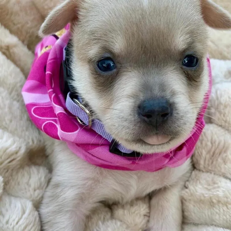 A baby medium-sized female White / Cream Husky dog named Maple for adoption in Allen, TX