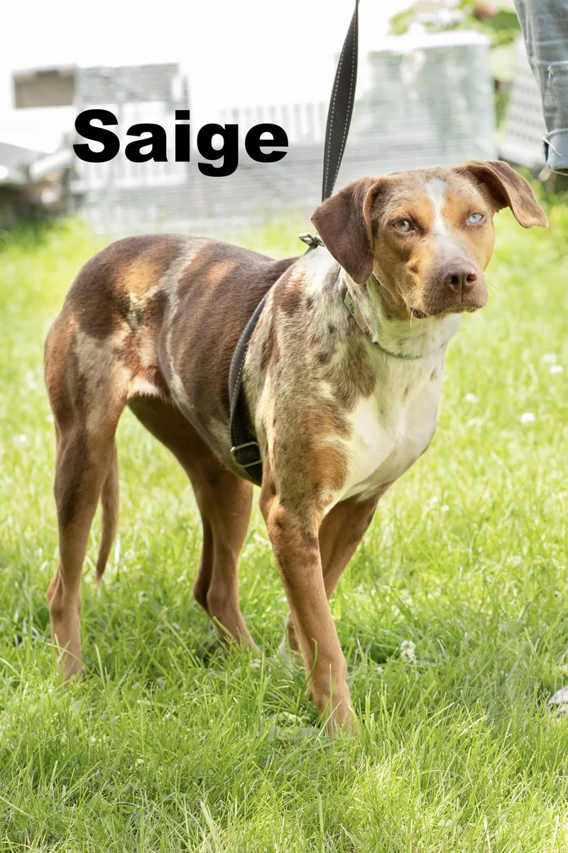 A young medium-sized female Golden Mixed Breed dog named Saige for adoption in Macomb, IL