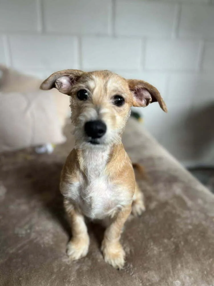 A baby small-sized male Brown / Chocolate Terrier dog named Tom for adoption in San Leon, TX