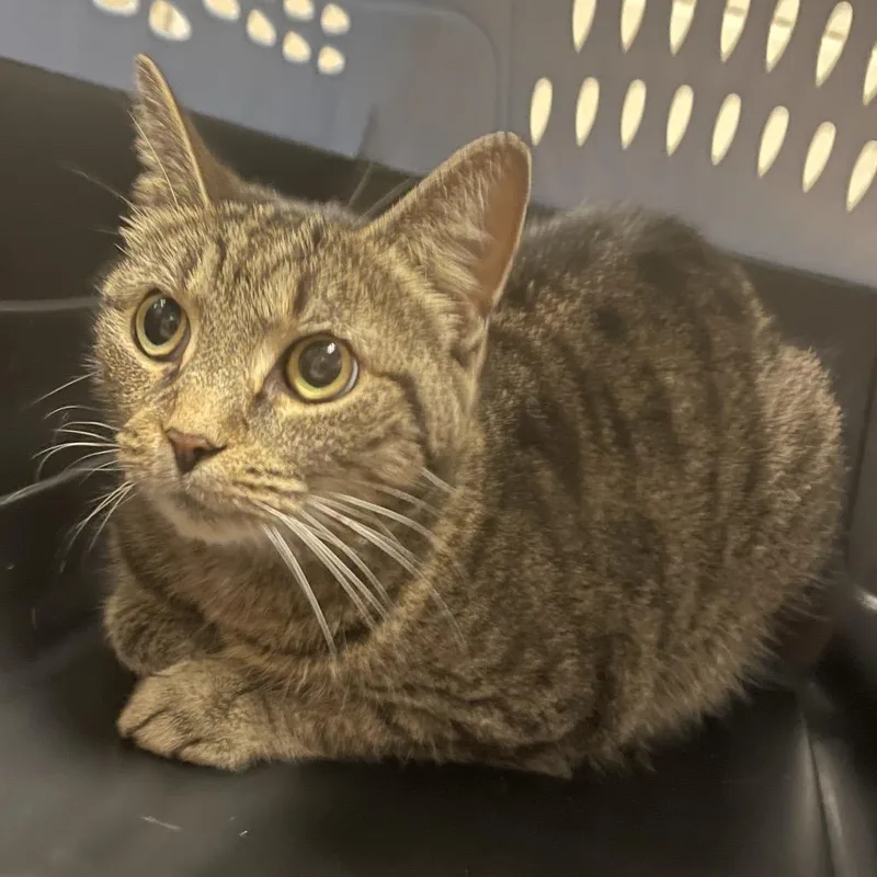 An adult medium-sized female Brown / Chocolate Domestic Short Hair cat named Peanut for adoption in Bristol, IN