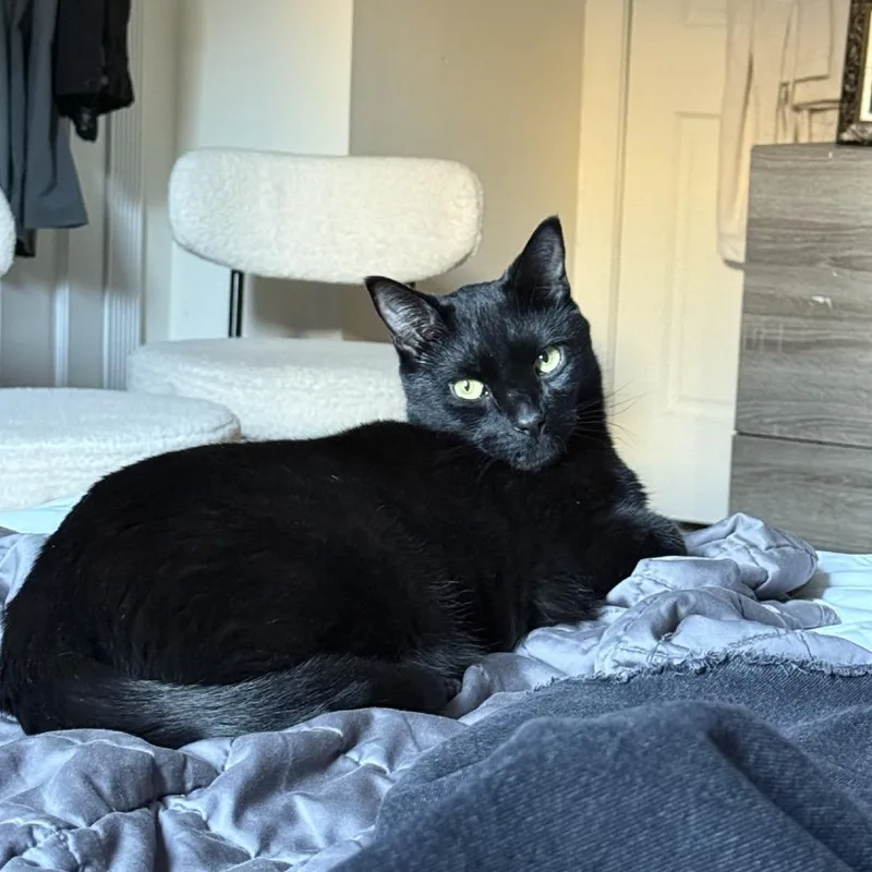 An adult large-sized male Black Domestic Short Hair cat named Loa for adoption in Wantagh, NY