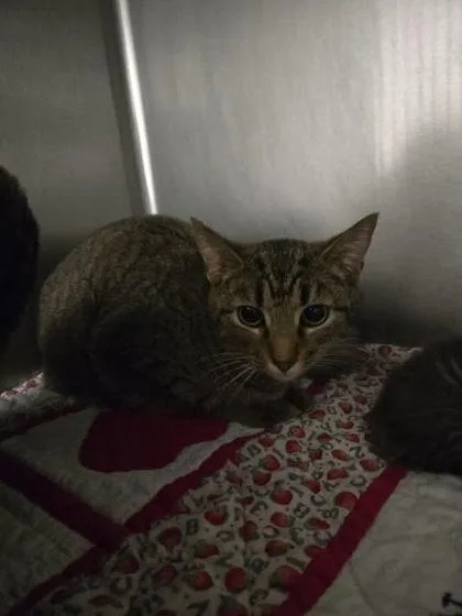 An adult small-sized female Domestic Short Hair cat named Sue Little Lady for adoption in Spruce Pine, NC