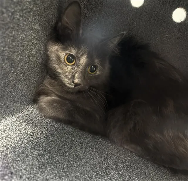 A young medium-sized female Domestic Short Hair cat named Muffin for adoption in Dallas, TX