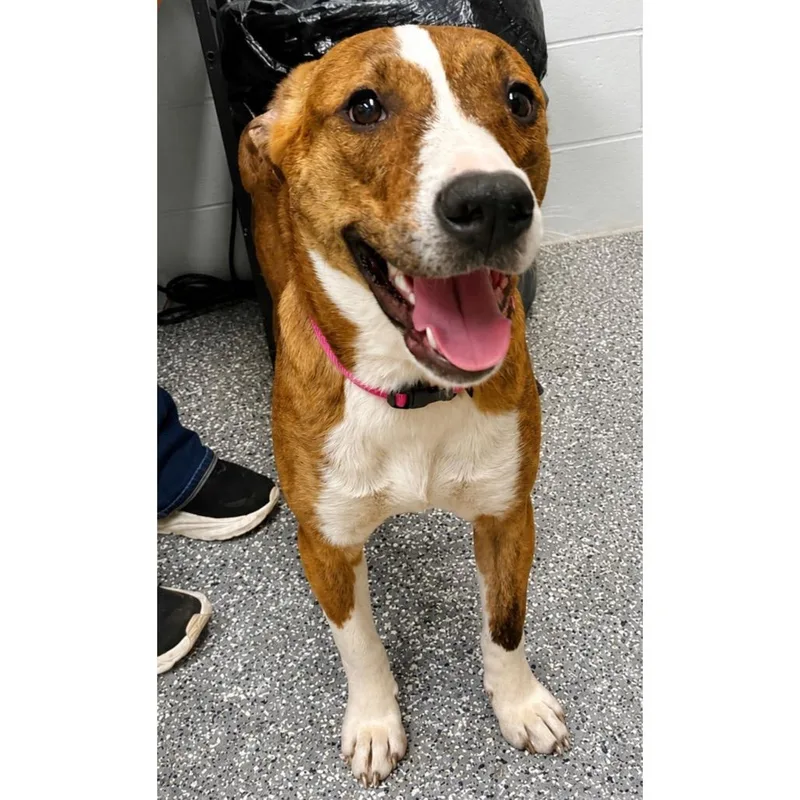 A young medium-sized female Brindle Mixed Breed dog named Stuffed Mushroom for adoption in Parkersburg, WV