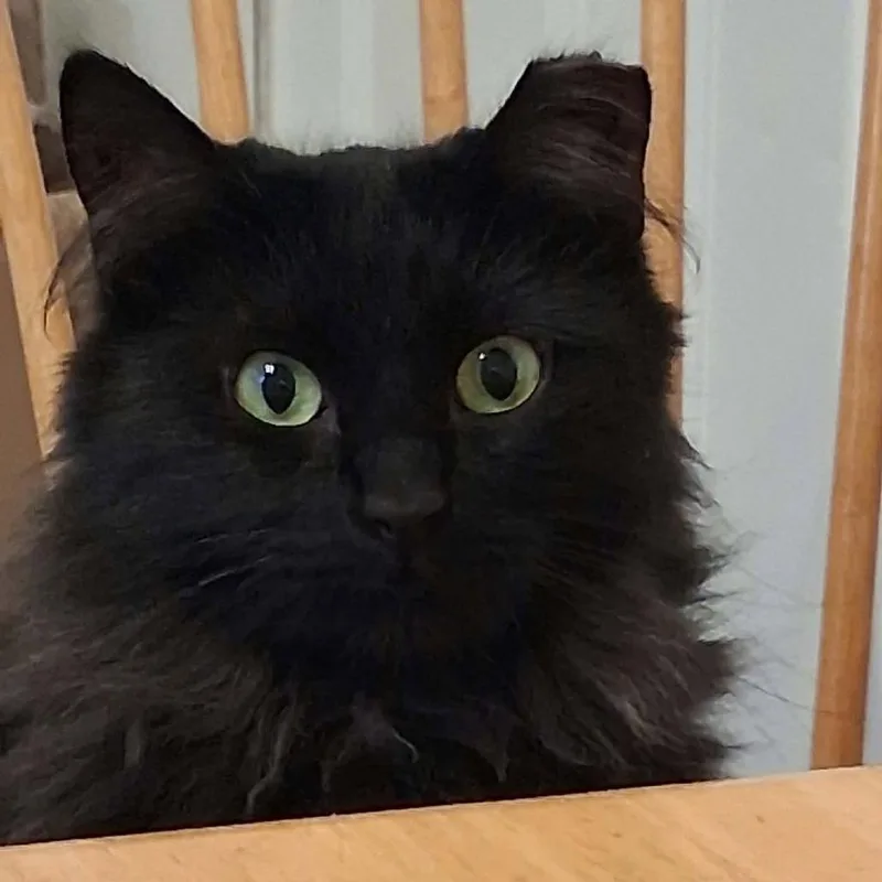 A young small-sized male Black Domestic Long Hair cat named Tofu for adoption in Nampa, ID