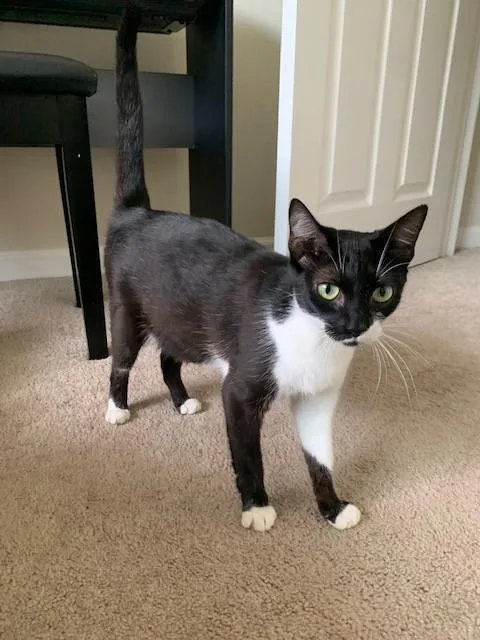 A young medium-sized female Domestic Short Hair cat named Lolita for adoption in Santa Cruz, CA