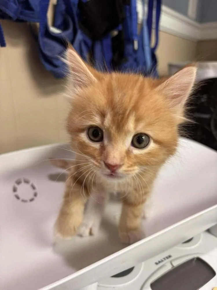 A baby small-sized male Tabby (Orange / Red) Domestic Short Hair cat named Garfield for adoption in Statesboro, GA