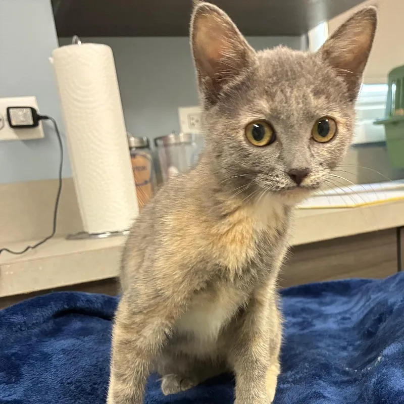 A baby small-sized female Tortoiseshell Domestic Short Hair cat named Coconut for adoption in Oak Park, IL