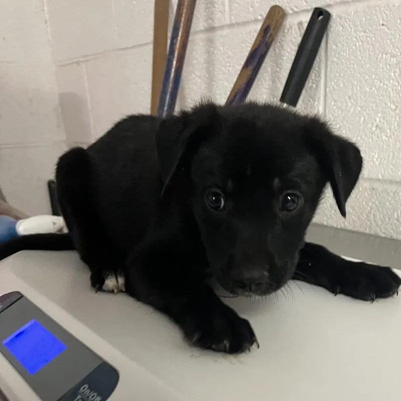 A baby small-sized female Black Shepherd dog named Sterling for adoption in Edinburg, TX