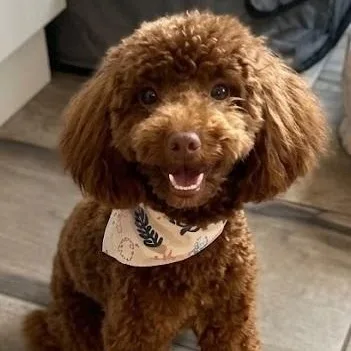 Coco