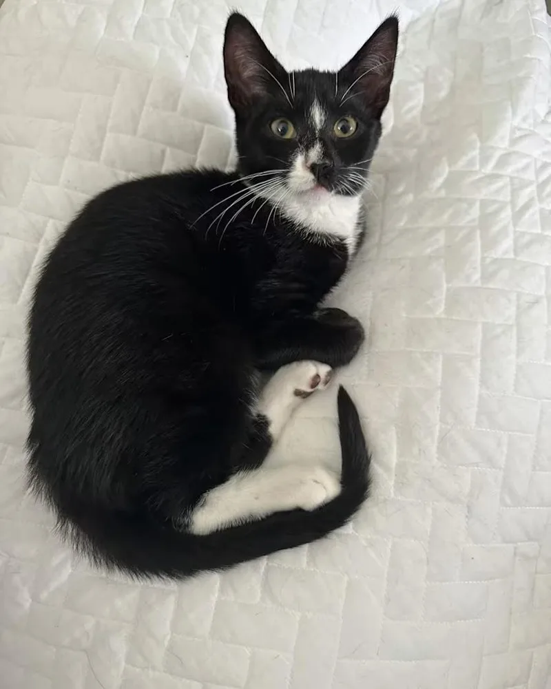 An adult medium-sized male Black & White / Tuxedo Domestic Short Hair cat named Moe for adoption in Toms River, NJ