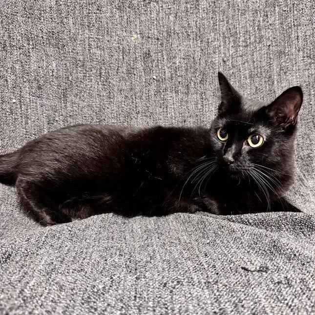 An adult medium-sized female Black Domestic Short Hair cat named Peaches for adoption in Waterloo, IA