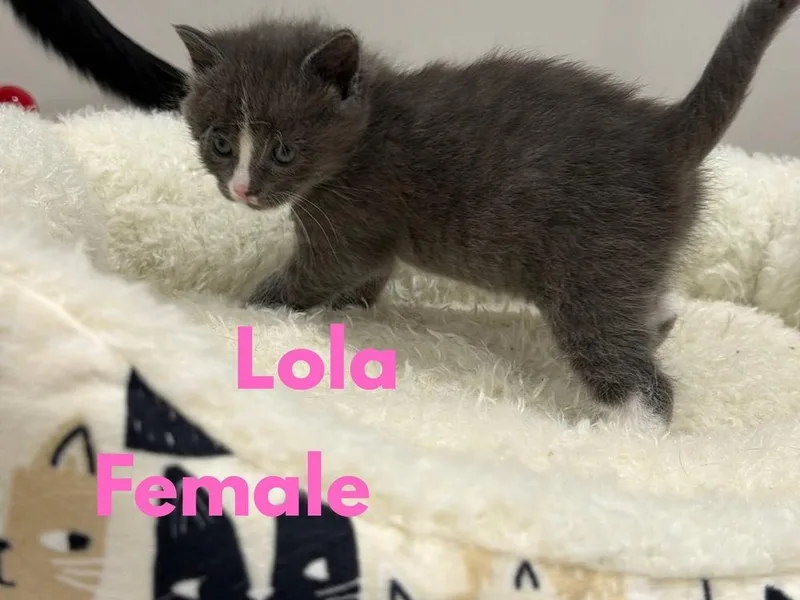 A baby small-sized female Gray & White Domestic Short Hair cat named Lola for adoption in Telford, PA