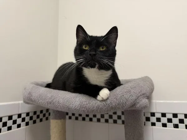 An adult large-sized female Domestic Short Hair cat named Certified Forklift Operator for adoption in New York, NY