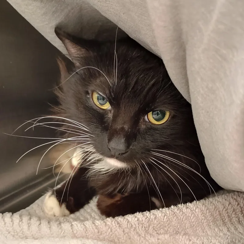 An adult small-sized female Black & White / Tuxedo Domestic Medium Hair cat named Brewster for adoption in San Juan Capistrano, CA