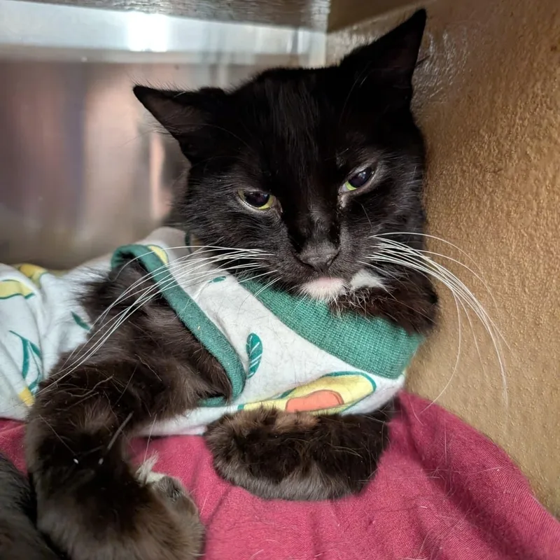 Brewster thumbnail 4