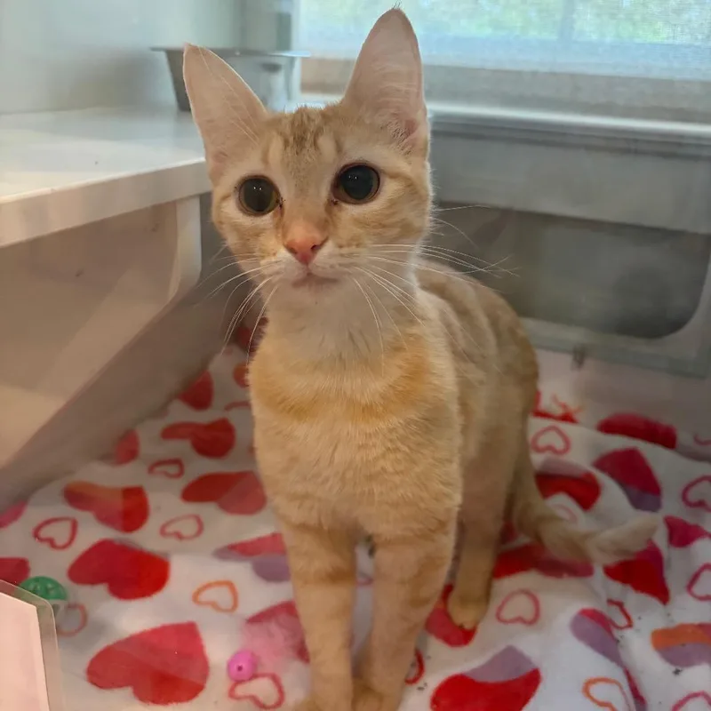 An adult medium-sized female Orange / Red Domestic Short Hair cat named Rose for adoption in Saint Charles, MO