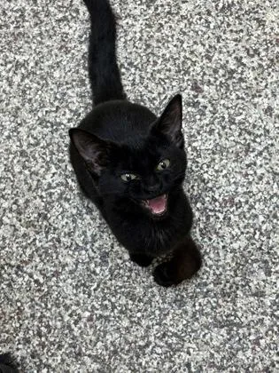 A baby small-sized female Domestic Short Hair cat named Autumn for adoption in Westland, MI