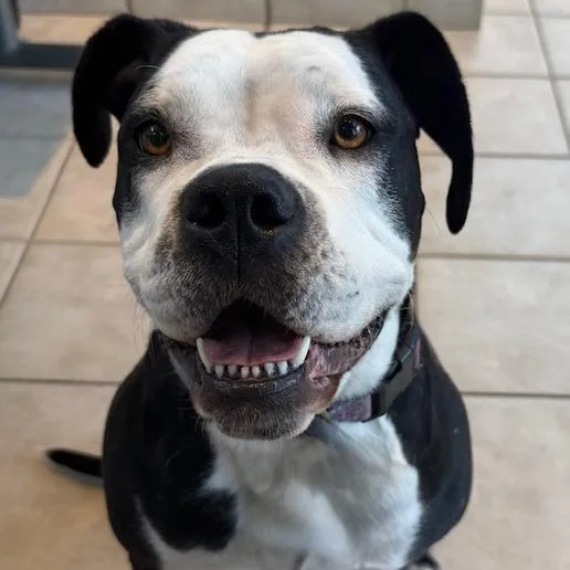 Penny Dot