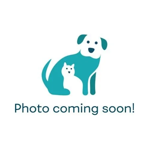 A baby medium-sized male Domestic Short Hair cat named Dennis Reynolds for adoption in State College, PA