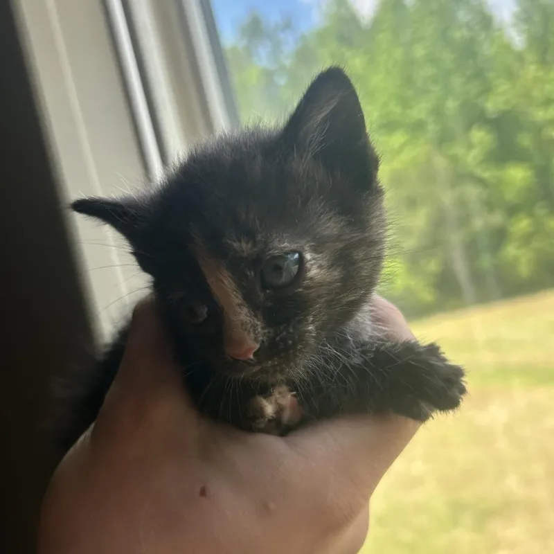 A baby small-sized female Tortoiseshell Domestic Short Hair cat named Vallerie for adoption in Montgomery, AL