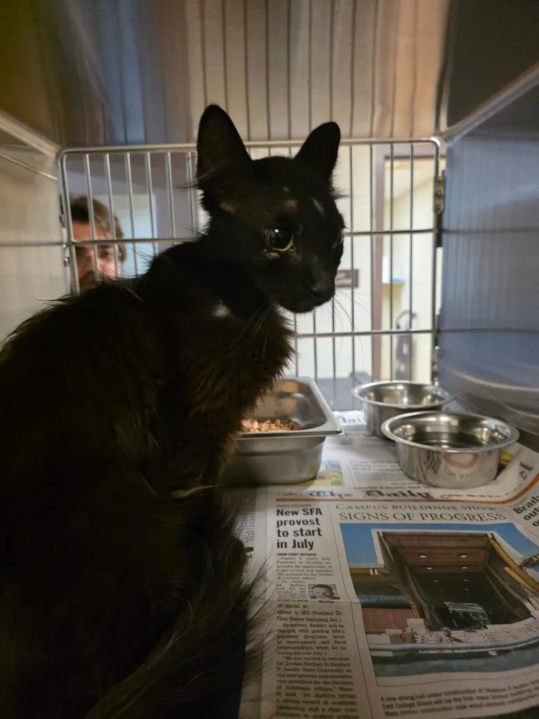 A young small-sized female Domestic Medium Hair cat named Bridget for adoption in Nacogdoches, TX