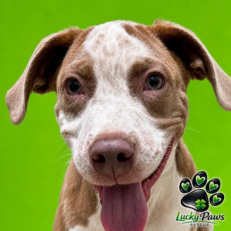 A baby medium-sized male Catahoula Leopard Dog dog named Tucker for adoption in Sumter, SC