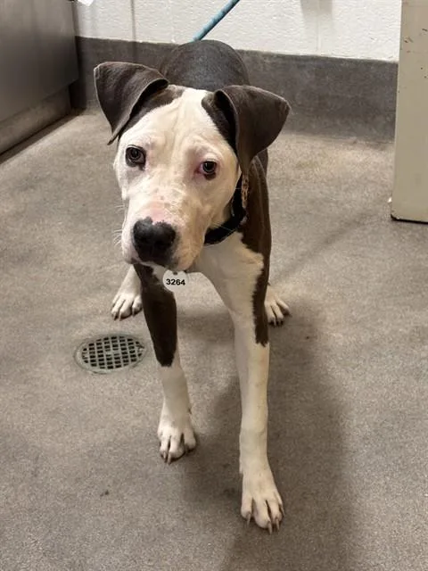 A young medium-sized female Pit Bull Terrier dog named Autumn for adoption in Upper Marlboro, MD