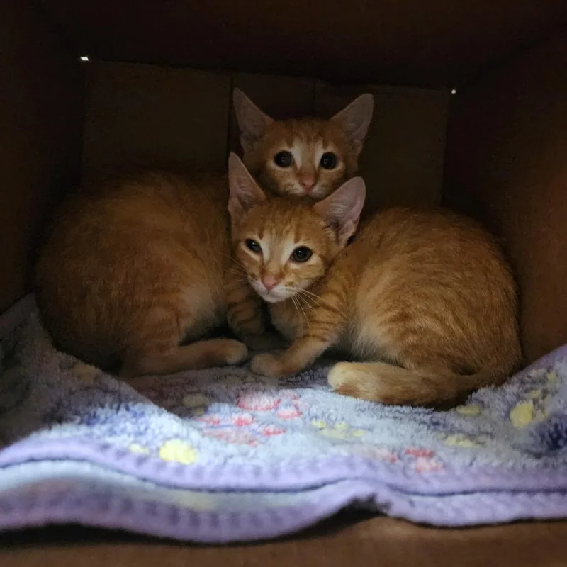 A baby small-sized male Orange / Red Domestic Short Hair cat named Mars for adoption in Evensville, TN