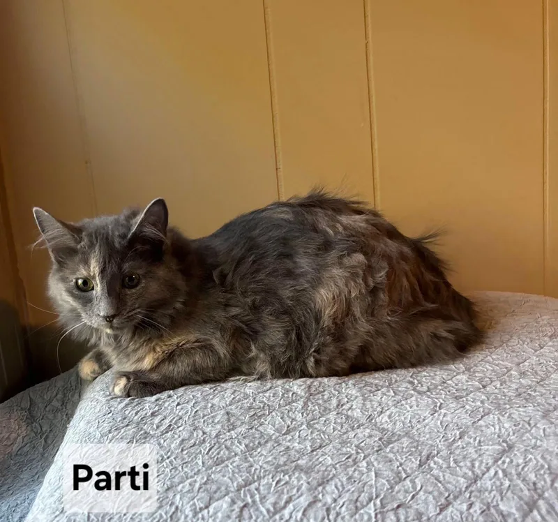 A baby medium-sized female Domestic Medium Hair cat named Parti for adoption in Forest, VA