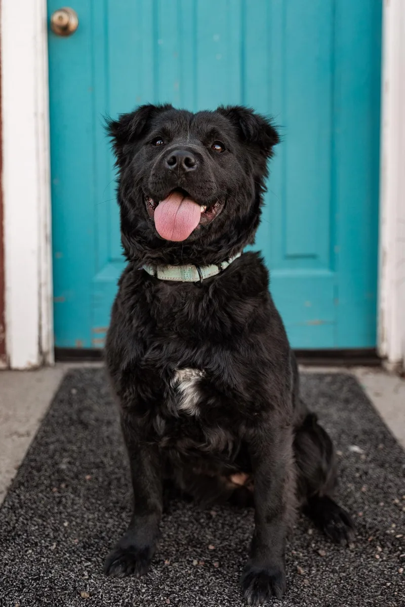 An adult medium-sized female Chow Chow dog named Ellie for adoption in Brighton, CO