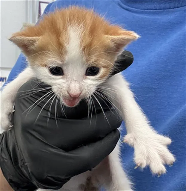 A baby medium-sized male Domestic Short Hair cat named Thunder for adoption in Dallas, TX
