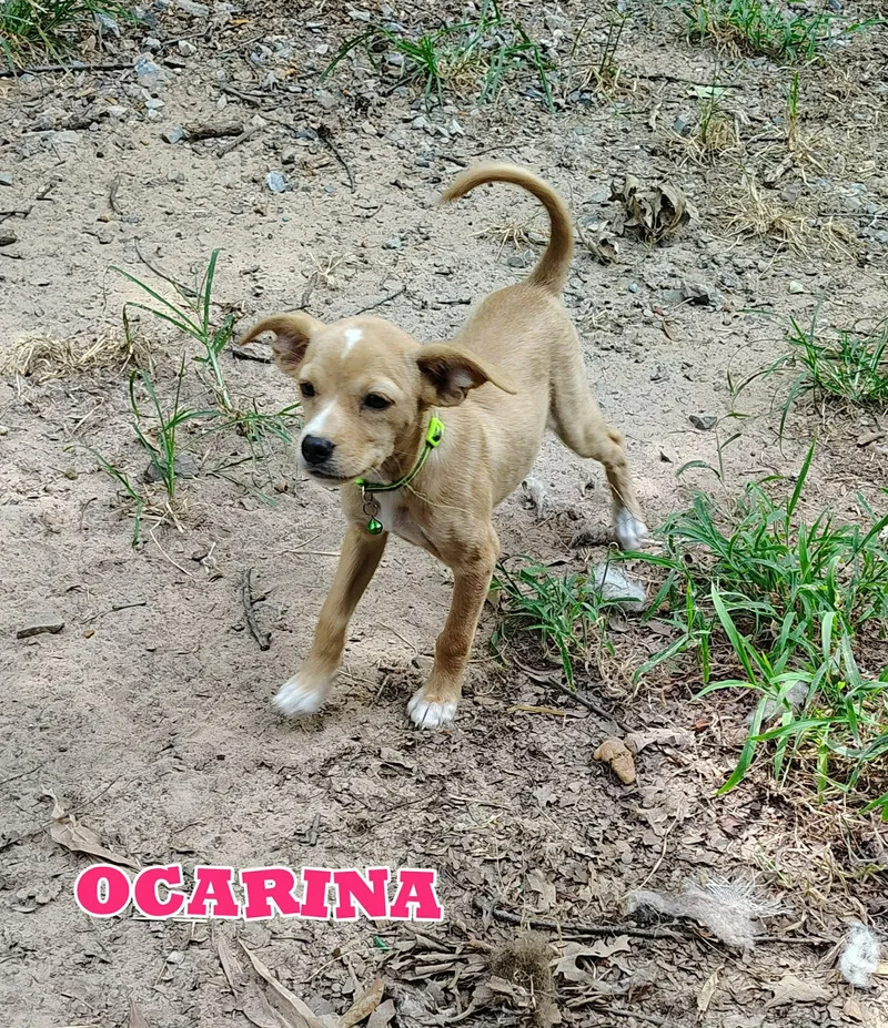 A baby medium-sized female Chihuahua dog named Ocarina for adoption in New Baltimore, MI