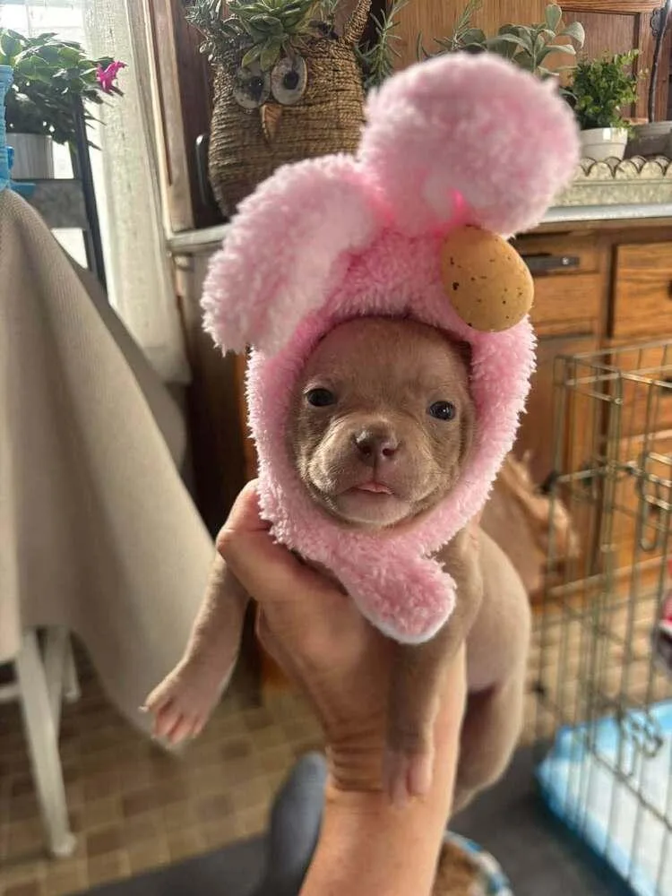 A baby medium-sized female Brown / Chocolate Mixed Breed dog named Egg for adoption in Clinton Township, MI